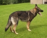 Bella Luna 0805